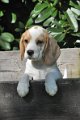Afb_20120810_Ginger (7)